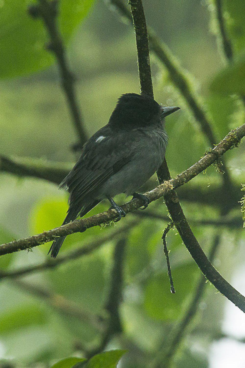 单色厚嘴霸鹟 / One-colored Becard / Pachyramphus homochrous