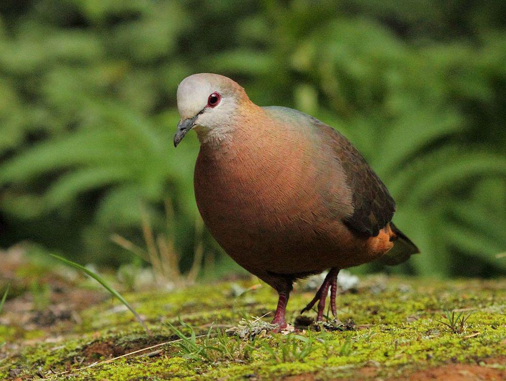 非洲鸽 / Lemon Dove / Columba larvata