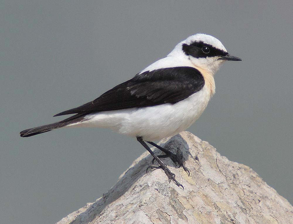 黑耳䳭 / Western Black-eared Wheatear / Oenanthe hispanica