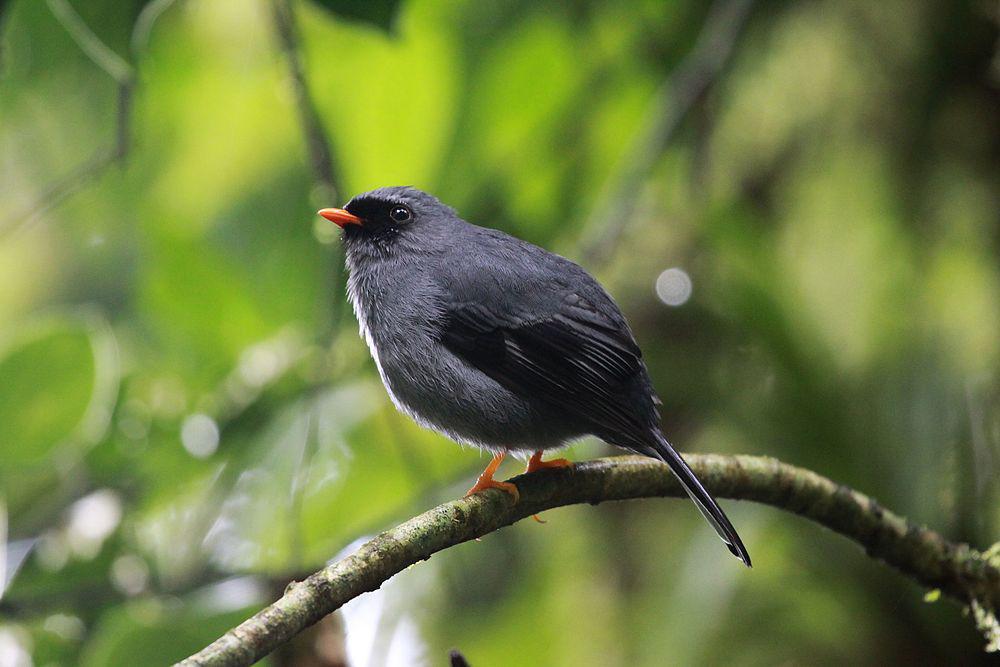 黑脸孤鸫 / Black-faced Solitaire / Myadestes melanops