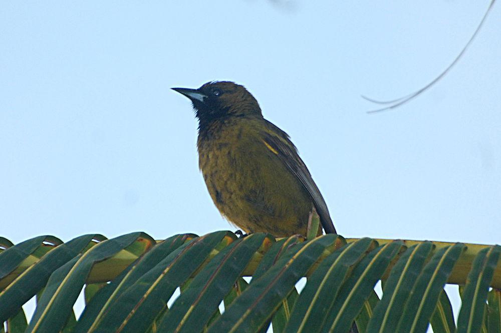 古巴拟鹂 / Cuban Oriole / Icterus melanopsis