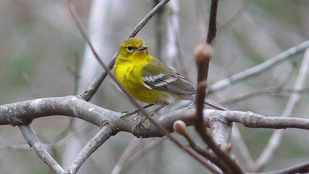 松莺 / Pine Warbler / Setophaga pinus