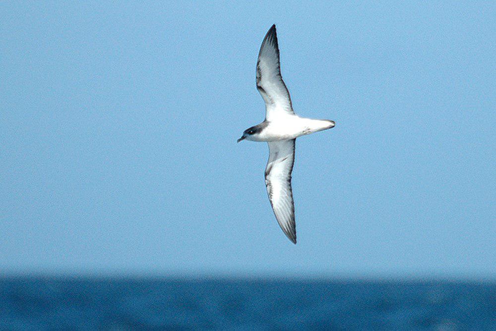 黑脚圆尾鹱 / Cook\'s Petrel / Pterodroma cookii