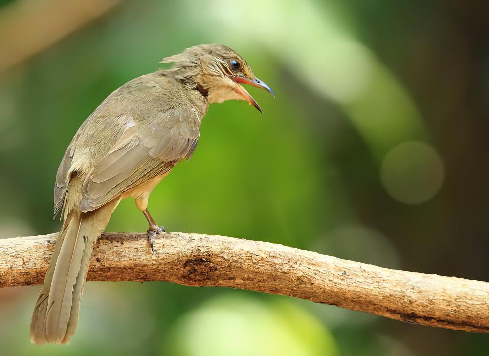 纹耳鹎 / Ayeyarwady Bulbul / Pycnonotus blanfordi