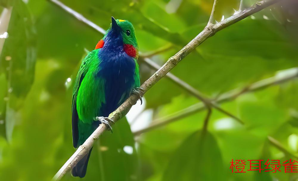 橙耳绿雀 / Orange-eared Tanager / Chlorochrysa calliparaea