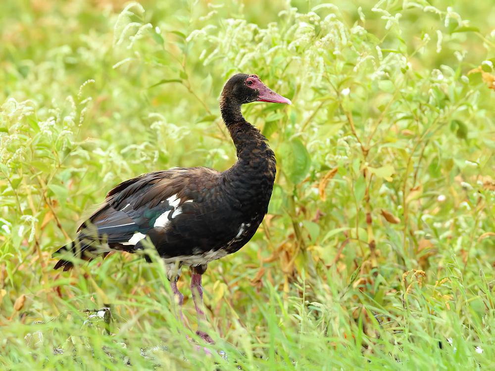 距翅雁 / Spur-winged Goose / Plectropterus gambensis