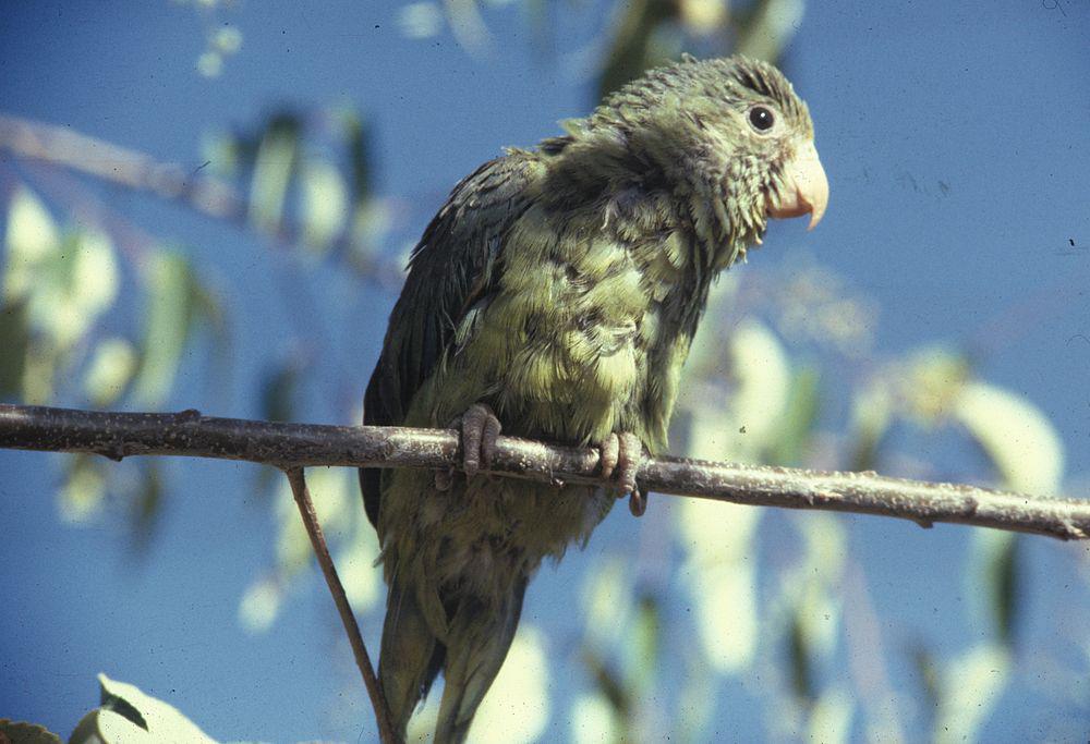 绣眼蓝翅鹦哥 / Cobalt-winged Parakeet / Brotogeris cyanoptera