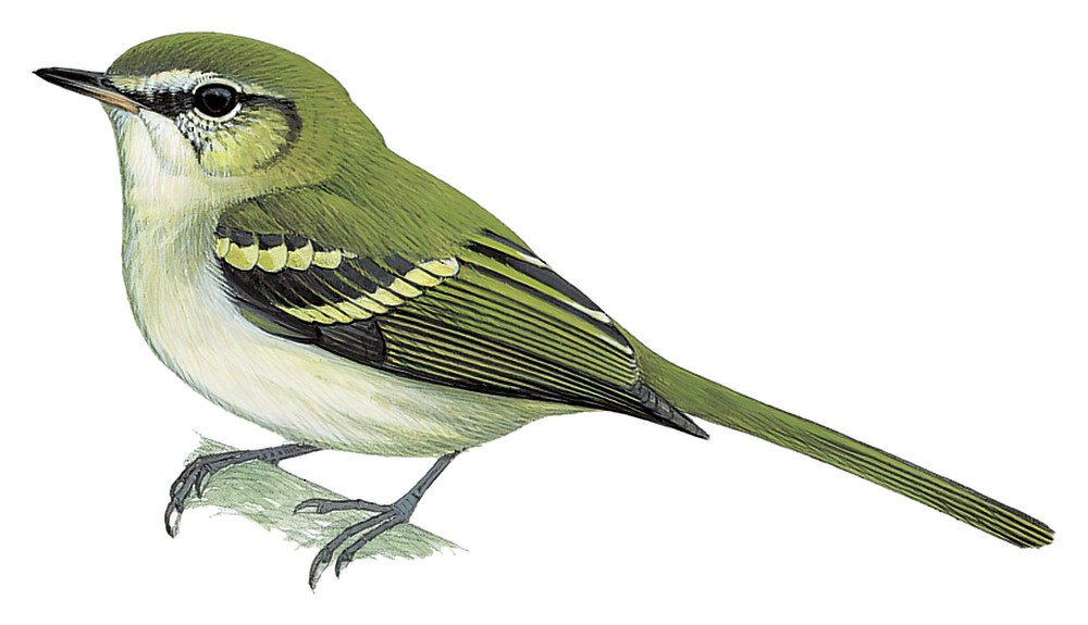 长尾姬霸鹟 / Alagoas Tyrannulet / Phylloscartes ceciliae