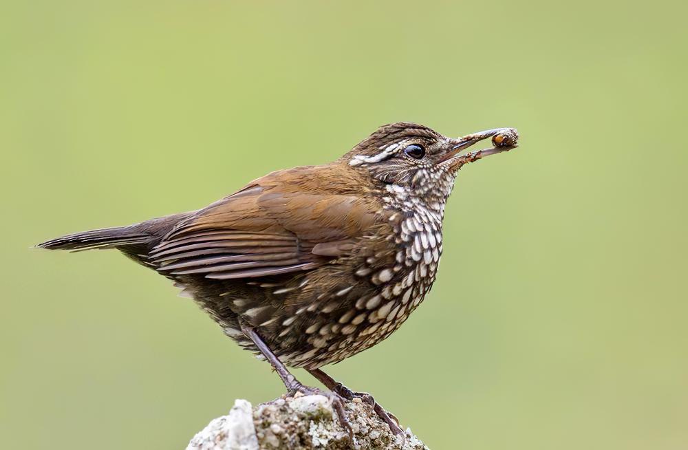 尖尾溪雀 / Sharp-tailed Streamcreeper / Lochmias nematura