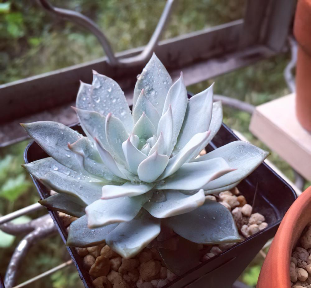 蓝鸟 Echeveria Blue brid