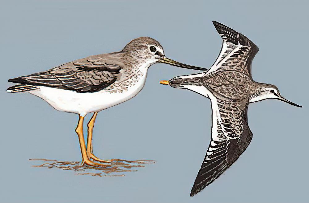 翘嘴鹬 / Terek Sandpiper / Xenus cinereus