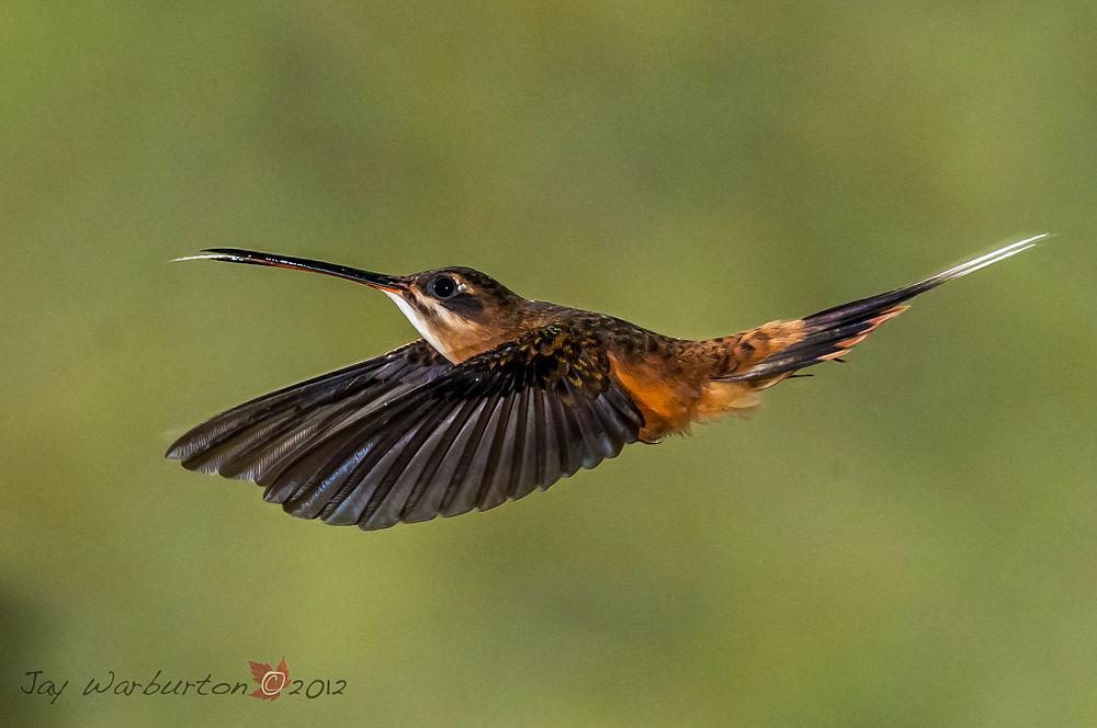 凯氏隐蜂鸟 / Koepcke\'s Hermit / Phaethornis koepckeae