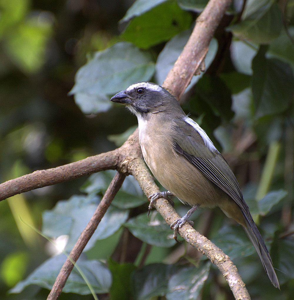 绿翅舞雀 / Green-winged Saltator / Saltator similis