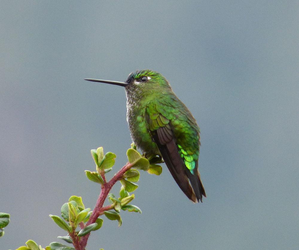 黑脚毛腿蜂鸟 / Black-thighed Puffleg / Eriocnemis derbyi