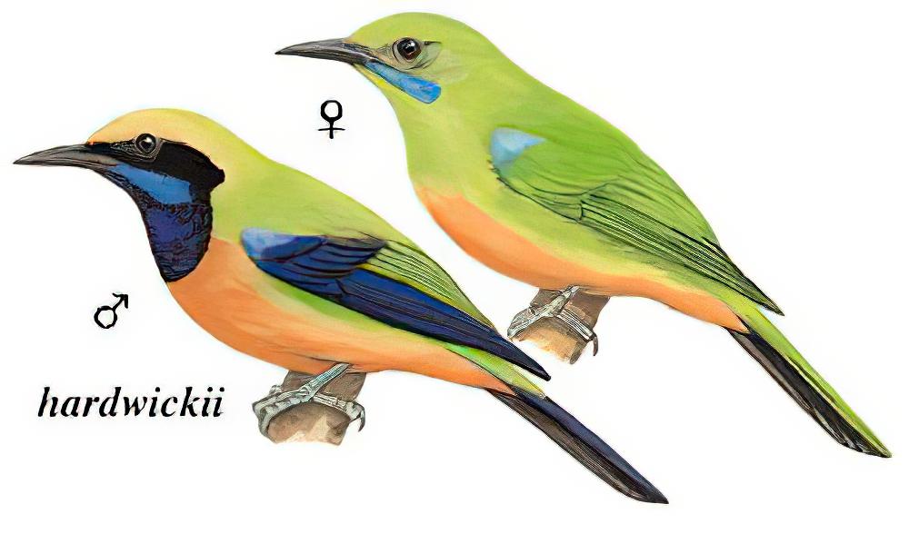 橙腹叶鹎 / Orange-bellied Leafbird / Chloropsis hardwickii