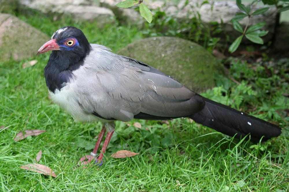 瑞氏红嘴地鹃 / Coral-billed Ground Cuckoo / Carpococcyx renauldi