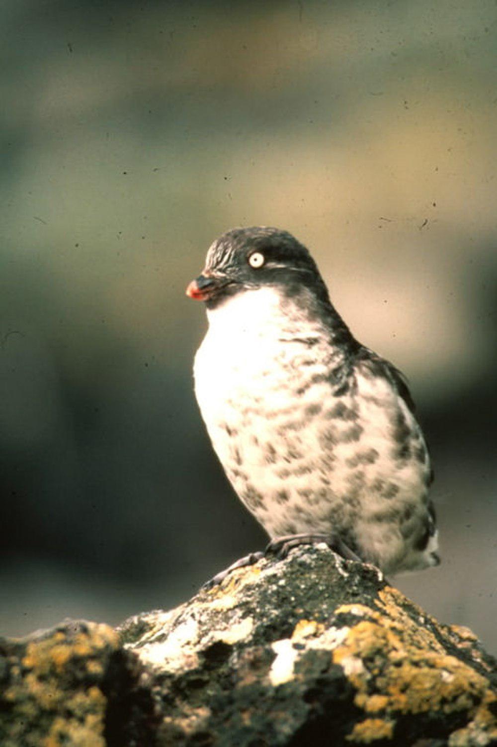 小海雀 / Least Auklet / Aethia pusilla