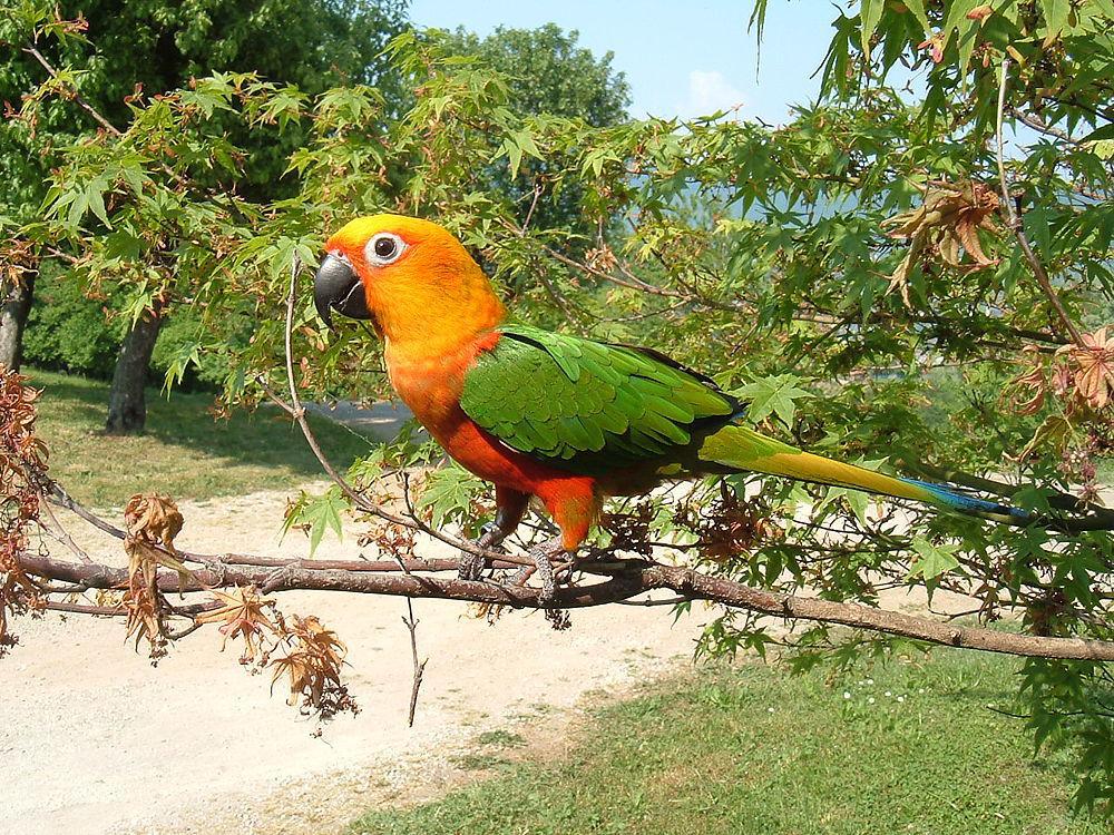 绿翅金鹦哥 / Jandaya Parakeet / Aratinga jandaya