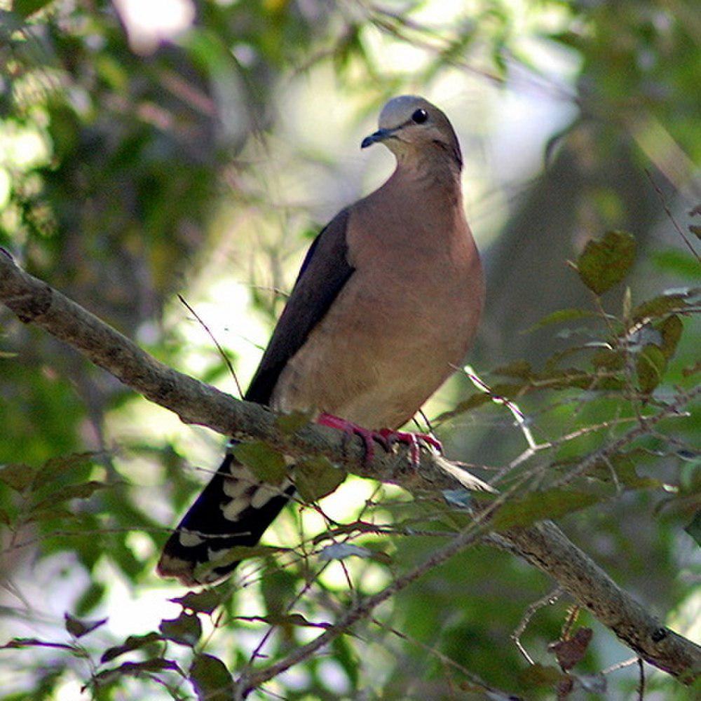 灰额棕翅鸠 / Grey-fronted Dove / Leptotila rufaxilla