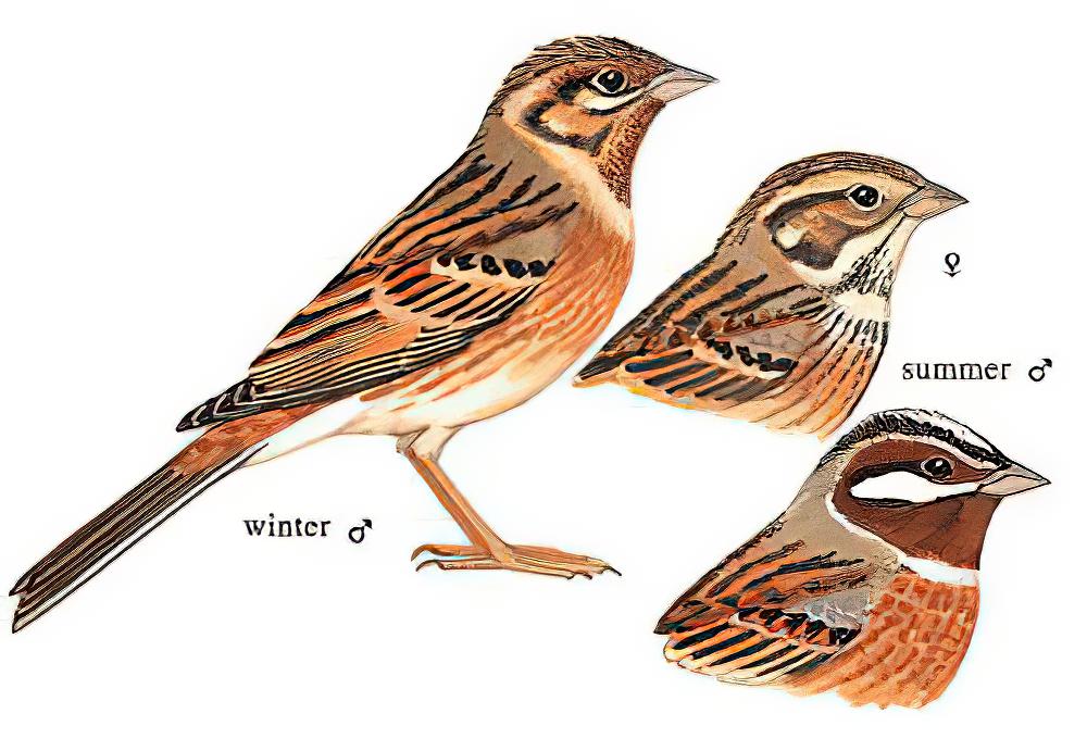 白头鹀 / Pine Bunting / Emberiza leucocephalos