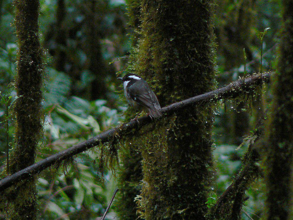 地丛鹟 / Ashy Robin / Heteromyias albispecularis