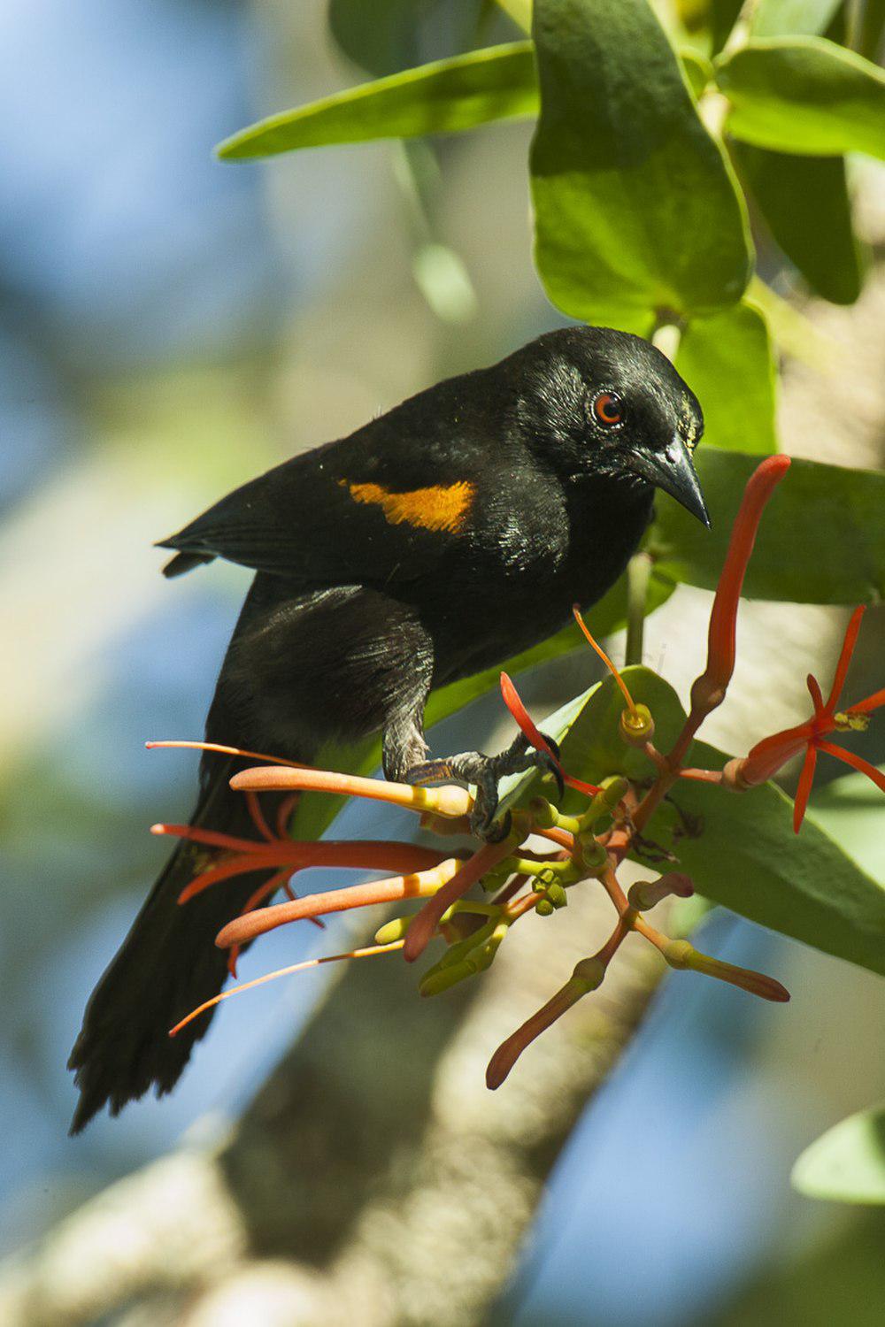 黄肩黑拟鹂 / Epaulet Oriole / Icterus cayanensis