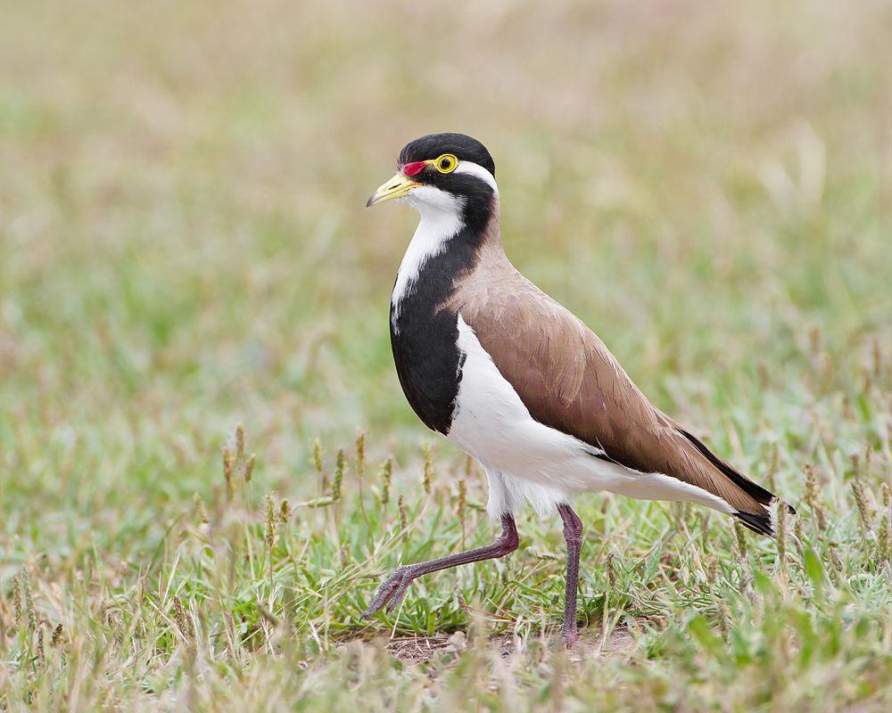 三色麦鸡 / Banded Lapwing / Vanellus tricolor