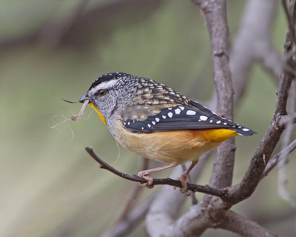 斑翅食蜜鸟 / Spotted Pardalote / Pardalotus punctatus