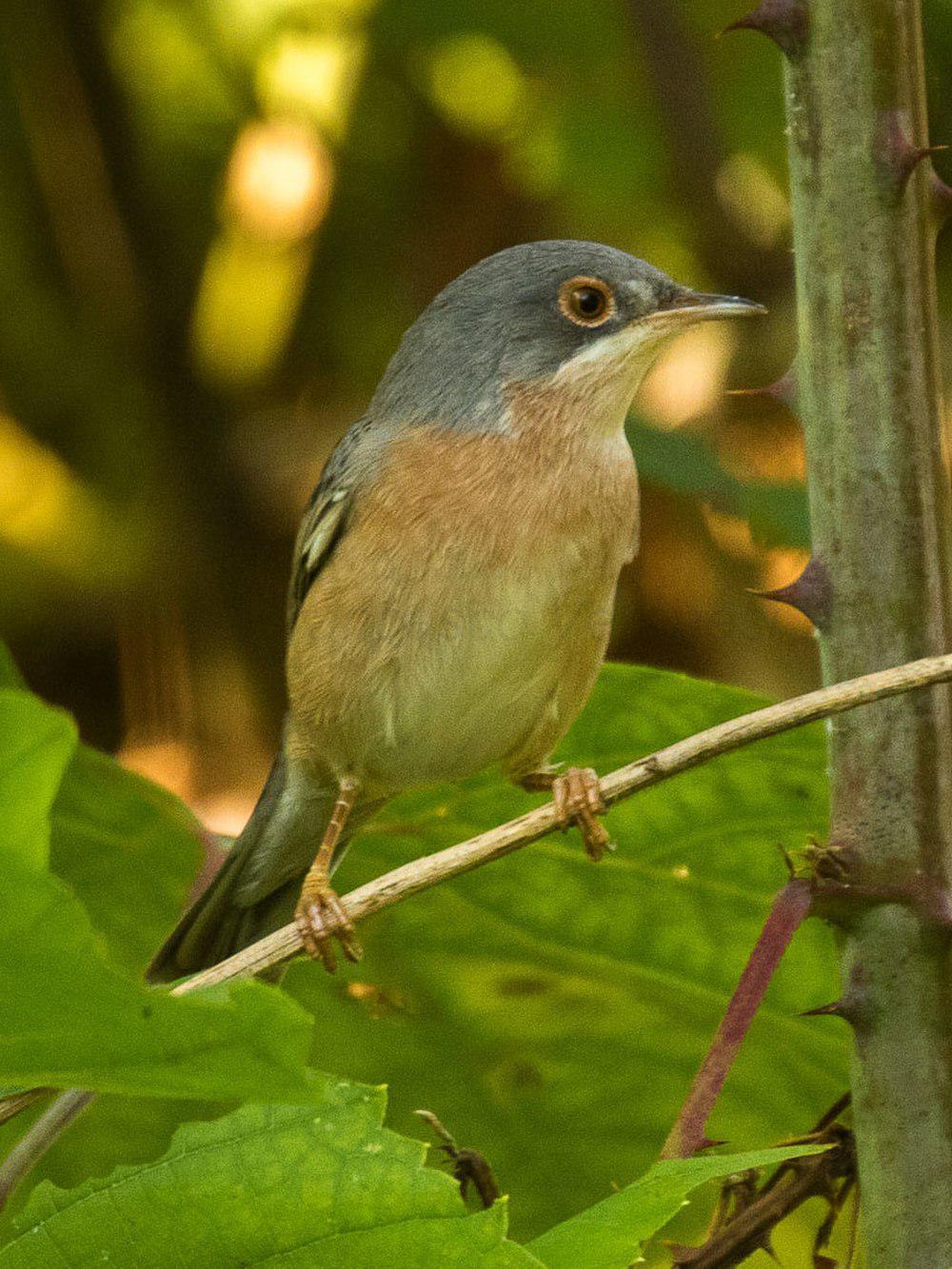 摩氏林莺 / Moltoni\'s Warbler / Curruca subalpina