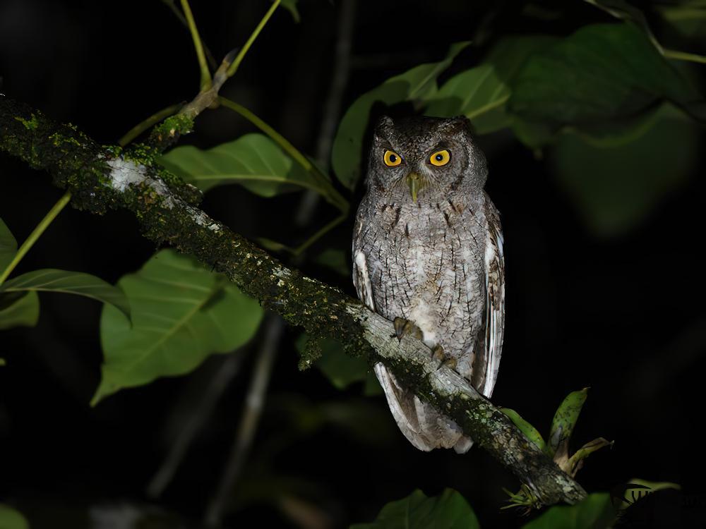 热带角鸮 / Tropical Screech Owl / Megascops choliba
