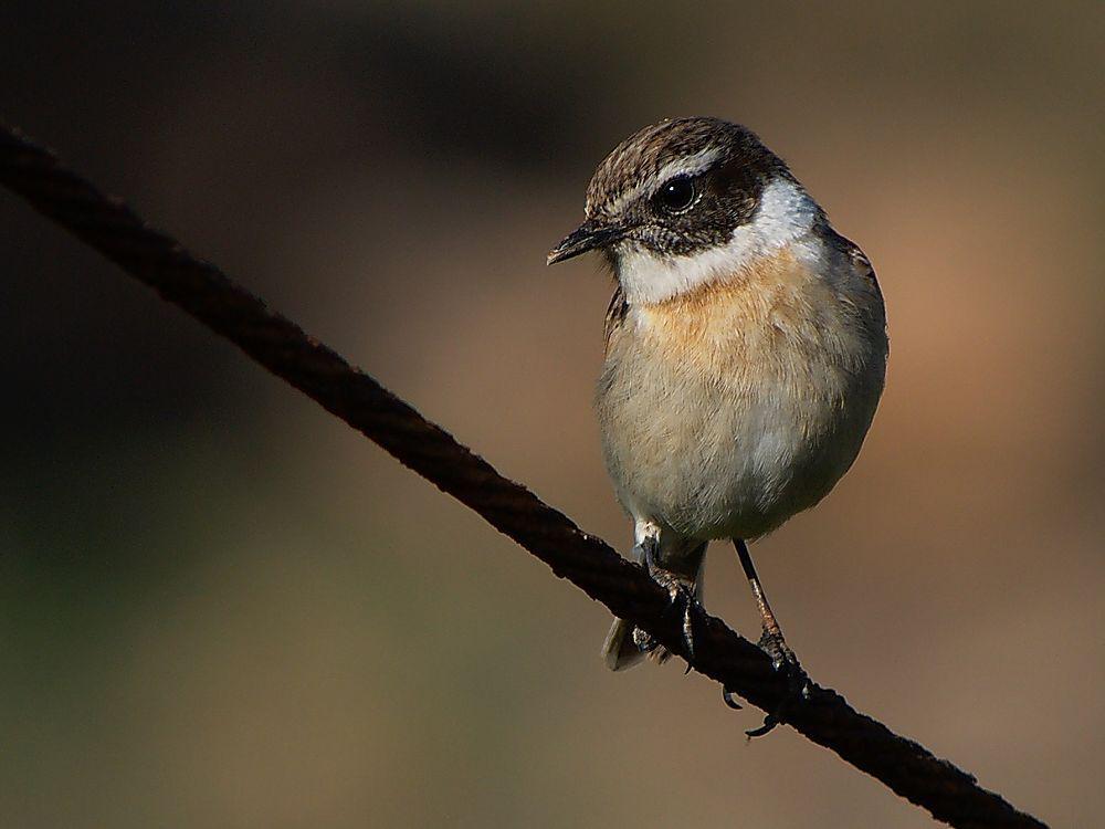 卡岛石䳭 / Canary Islands Stonechat / Saxicola dacotiae