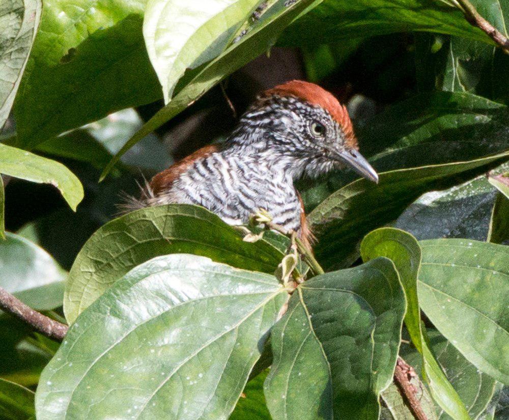 线纹蚁鵙 / Lined Antshrike / Thamnophilus tenuepunctatus