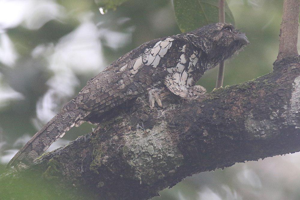 巽他蟆口鸱 / Sunda Frogmouth / Batrachostomus cornutus