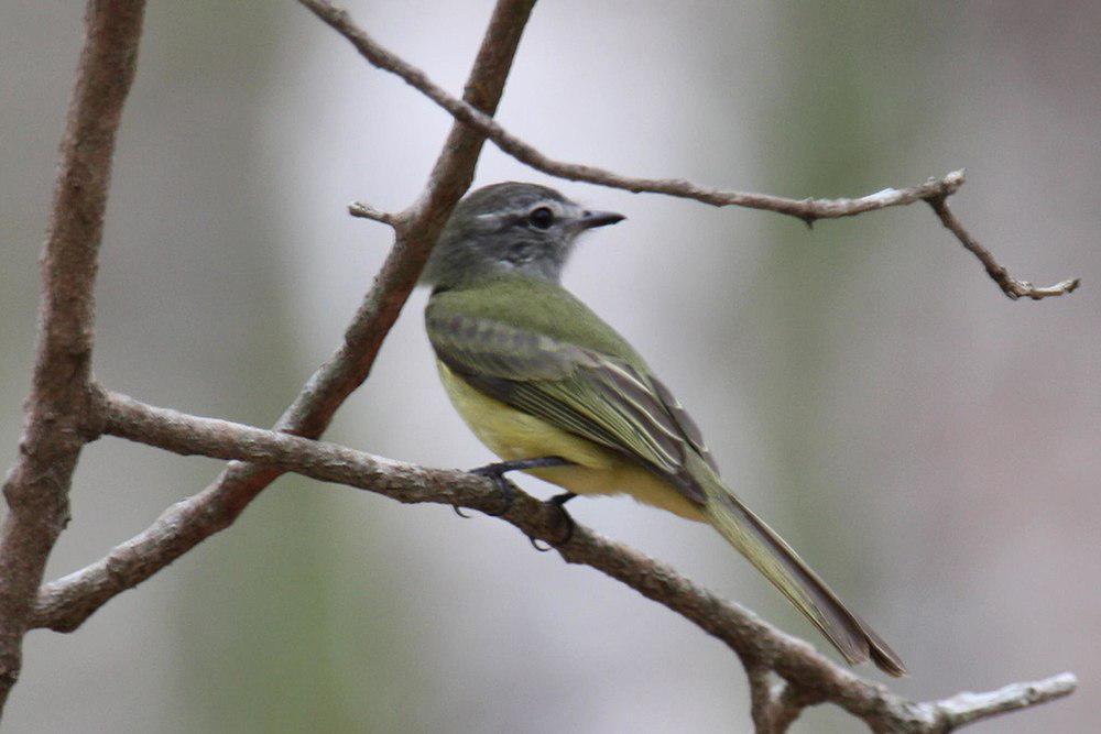 绿伊拉鹟 / Greenish Elaenia / Myiopagis viridicata