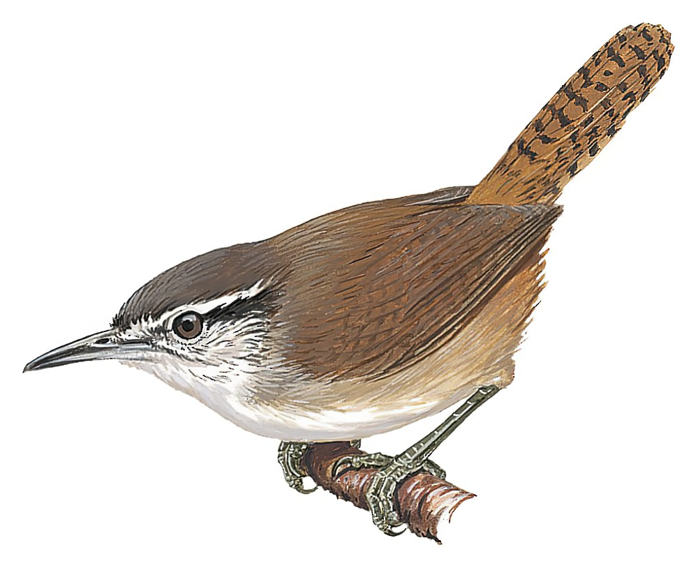 蔓丛苇鹪鹩 / Canebrake Wren / Cantorchilus zeledoni