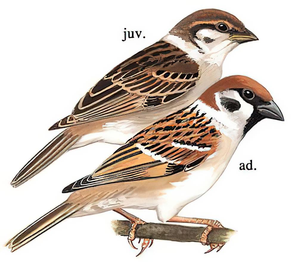 麻雀 / Eurasian Tree Sparrow / Passer montanus