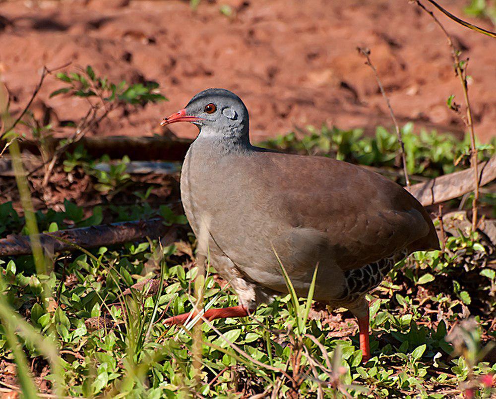 小嘴穴䳍 / Small-billed Tinamou / Crypturellus parvirostris