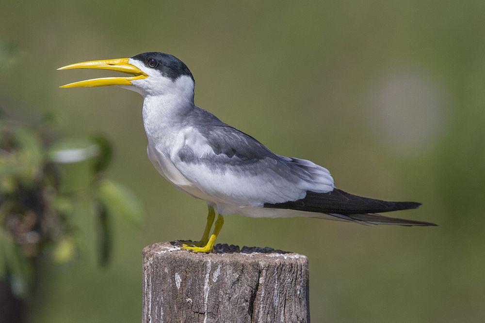 巨嘴燕鸥 / Large-billed Tern / Phaetusa simplex