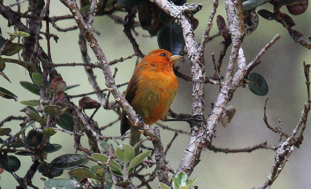 红管舌雀 / Hawaii Akepa / Loxops coccineus