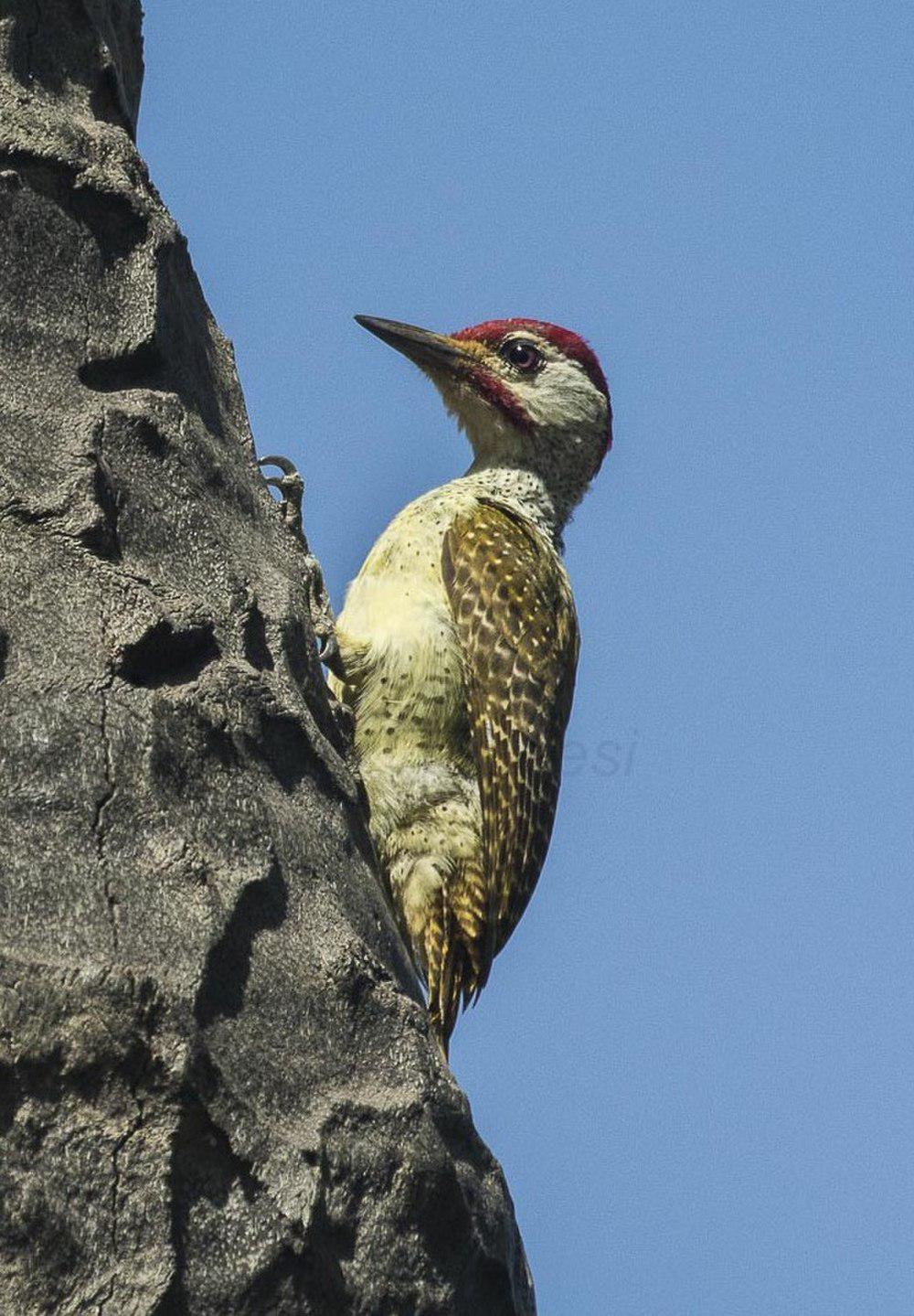 红点啄木鸟 / Fine-spotted Woodpecker / Campethera punctuligera