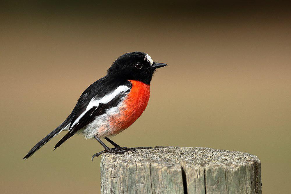 绯红鸲鹟 / Scarlet Robin / Petroica boodang