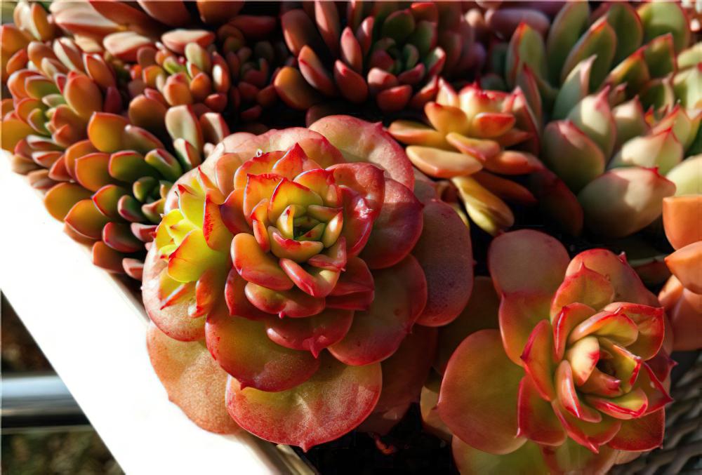 蜡牡丹Echeveria agavoides x Sedum