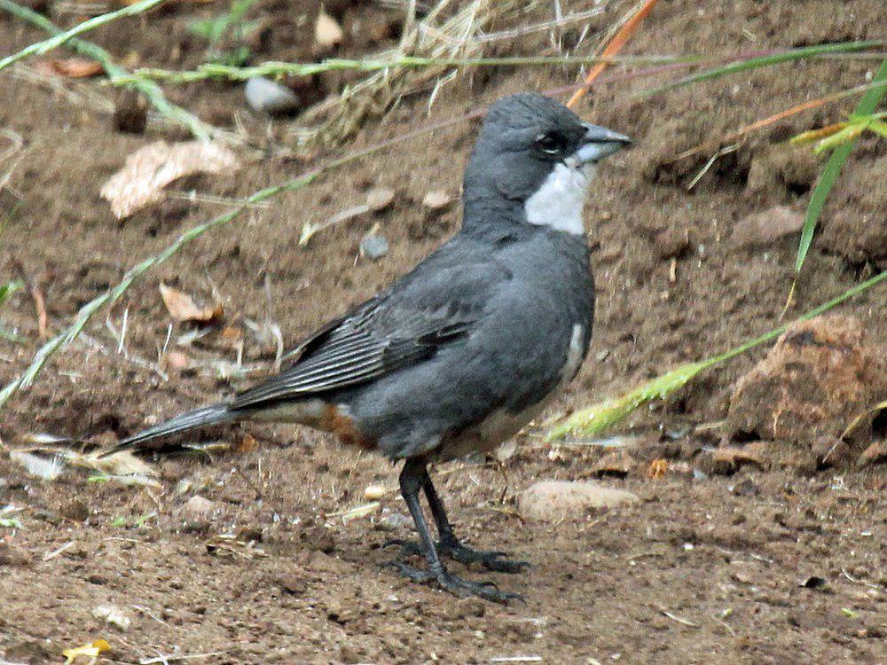 迪卡雀 / Common Diuca Finch / Diuca diuca