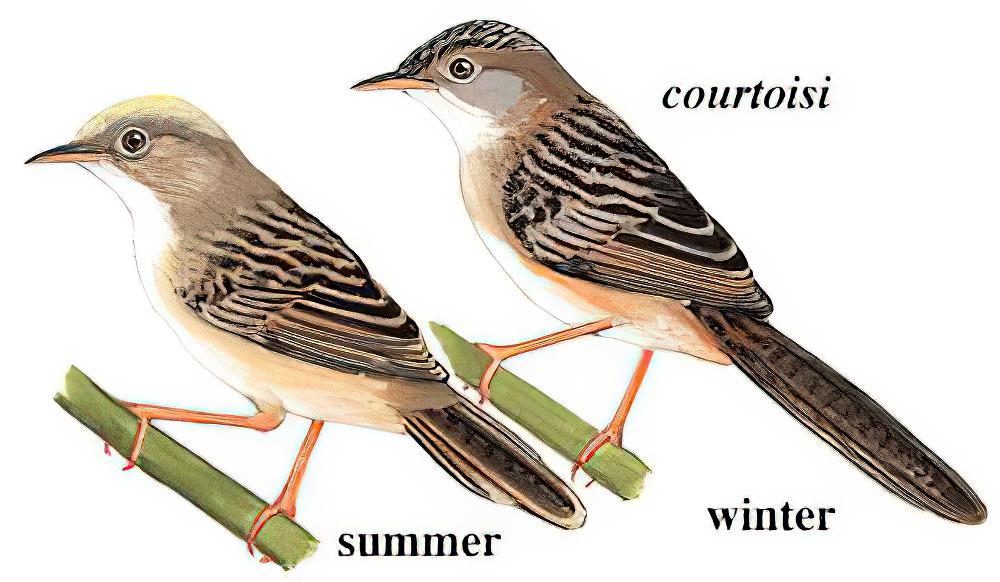 金头扇尾莺 / Golden-headed Cisticola / Cisticola exilis