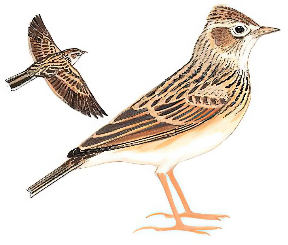 小云雀 / Oriental Skylark / Alauda gulgula