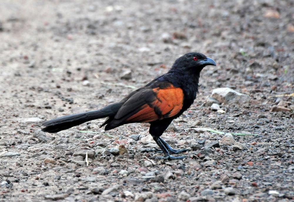 爪哇鸦鹃 / Sunda Coucal / Centropus nigrorufus