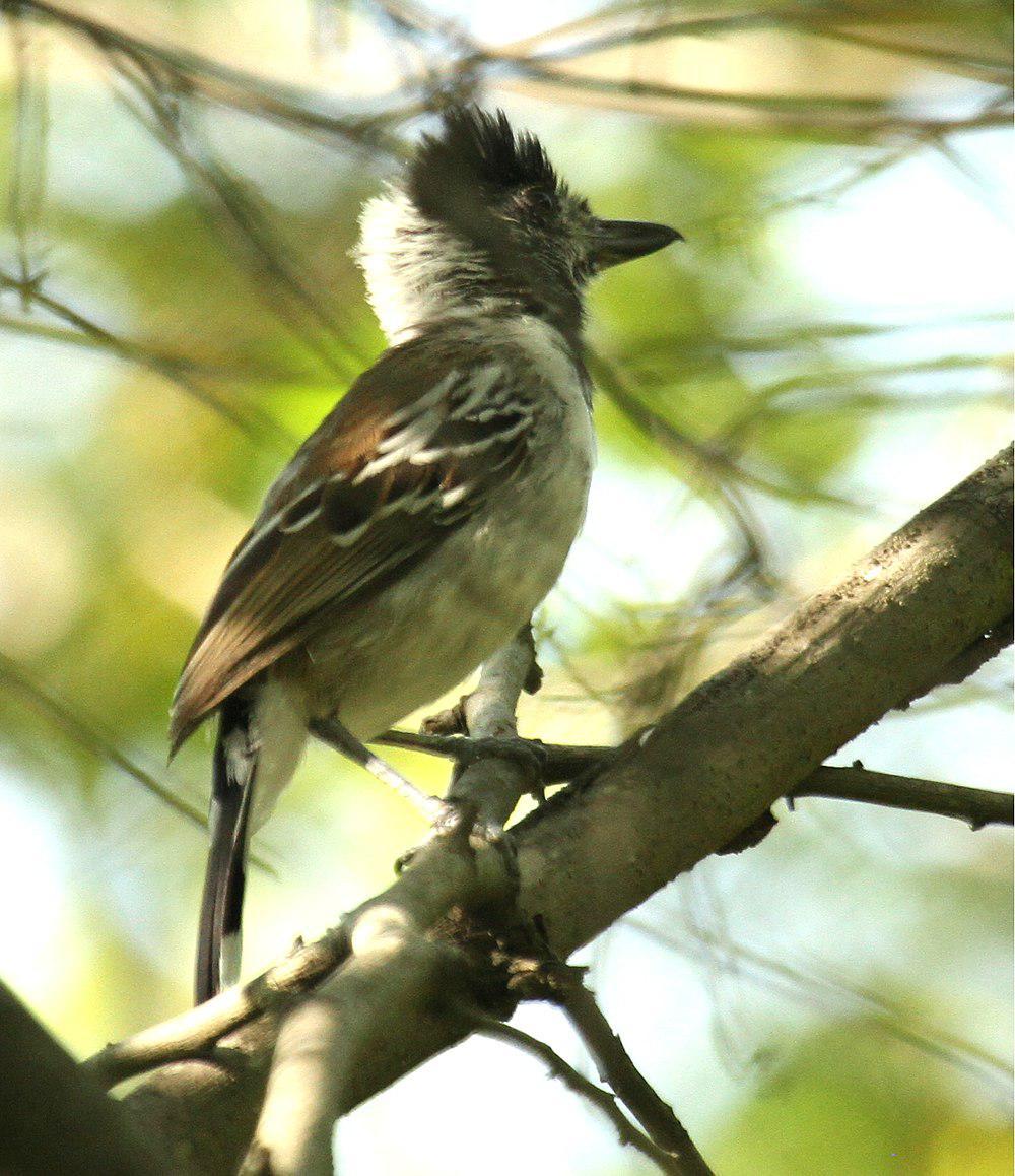 领蚁鵙 / Collared Antshrike / Thamnophilus bernardi