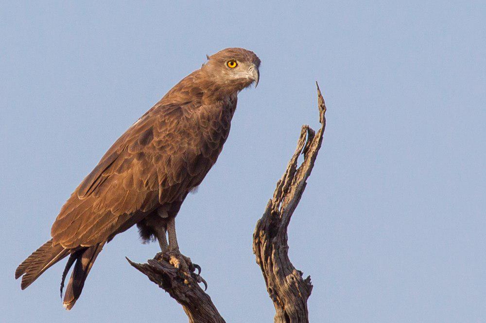 褐短趾雕 / Brown Snake Eagle / Circaetus cinereus