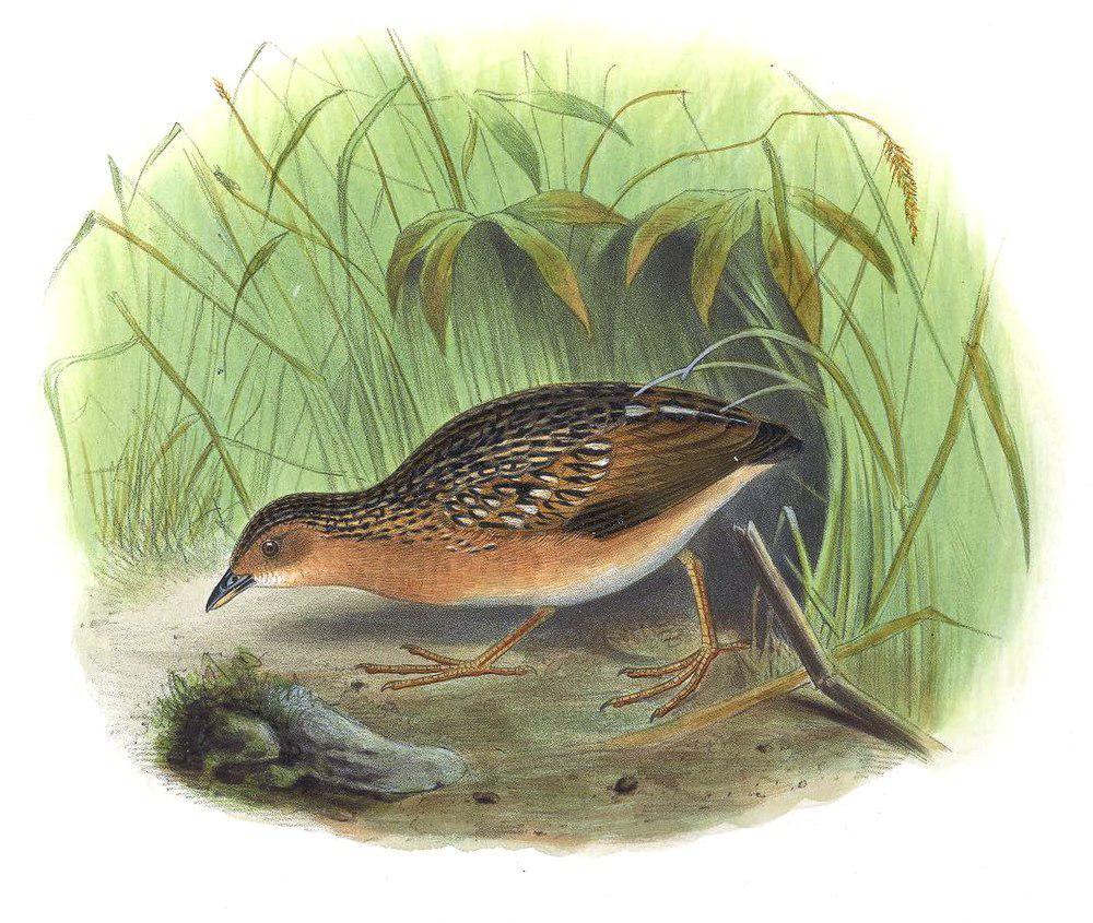 眼斑田鸡 / Ocellated Crake / Micropygia schomburgkii