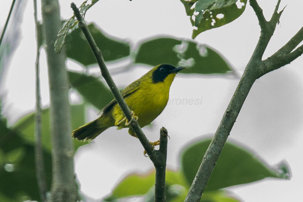 绿冠黄喉地莺 / Olive-crowned Yellowthroat / Geothlypis semiflava